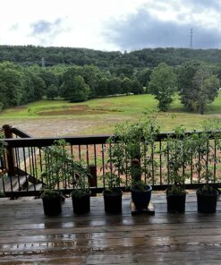 Safer Brand 5163 Caterpillar Killer II Concentrate, 16 Oz For Insects 1 Pack 27 81Ynr3uxftL