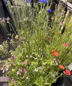 Hummingbird Nectar Wildflower Seeds Bulk Open-Pollinated Wildflower Seed Mix Packet, Non-GMO, No Fillers, Annual, Perennial Wildflower Seeds Year Round Planting - 1 oz 83 81YqOTfg1EL