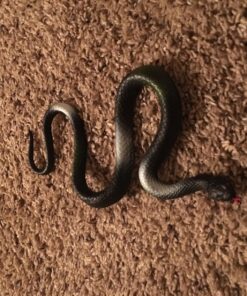 Fun Central 12 Pack - Realistic Rubber Snakes Toys for Garden in Bulk - 22 inches 43 81YqXhZAoML