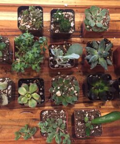 Succulent Assorted Pack- Perfect for Weddings, Party Favors, Home Gardens, and Social Events by Jiimz (15 Pack) 96 81Yt5bQGBuL