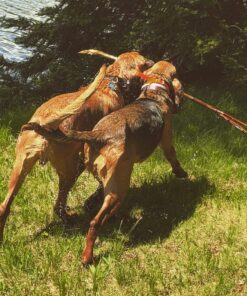 Petrainer Training Collar for Dogs - Waterproof Rechargeable Dog Training E-Collar with 3 Safe Correction Remote Training Modes, Static, Vibration, Beep for Dogs Small, Medium, Large 43 81YuBsrRrEL