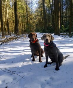 Petrainer Training Collar for Dogs - Waterproof Rechargeable Dog Training E-Collar with 3 Safe Correction Remote Training Modes, Static, Vibration, Beep for Dogs Small, Medium, Large 48 81YvYK2Ic4L