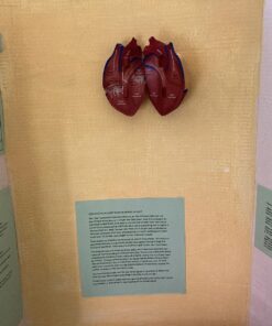 Learning Resources Cross-Section Human Heart Model, Large Foam Classroom Demonstration Model, 2Piece, Grades 2+, Ages 7+ Multi-color, 5 x 5 x 5 inches 30 81YvZYAzn6L