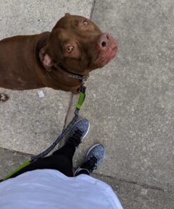 Tuff Mutt Hands Free Dog Leash For Running That Makes A Great Waist Leash for Dog Walking, Double Handle Bungee Leash with Reflective Stitching and Adjustable Dog Walking Belt green/gray 41 81YvxyUwX6L