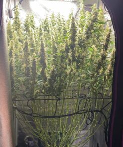 Canna CA1260+CA1270 Coco A & B, 1 L, Set of 2 Plant Growth, White/Brown 27 81YyKO5MjlL