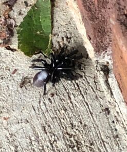 TERRO Scorpion Killer Aerosol Spray T2101 1 Pack 38 81YzA9sk oL