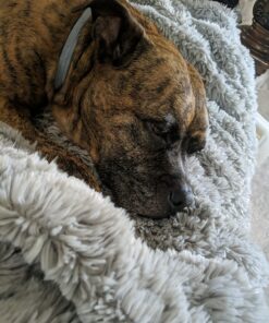 Seresto Large Dog Vet-Recommended Flea & Tick Treatment & Prevention Collar for Dogs Over 18 lbs. | 8 Months Protection 1 Pack Large Dog Only 39 81Z1j9jJCXL