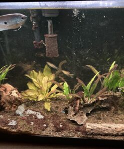 Seachem Flourish Excel 500 ml 50 81Z5Nw8FuXL