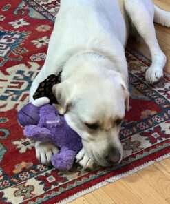 KONG - Cozie™ Rosie Rhino - Indoor Cuddle Squeaky Plush Dog Toy - For Medium Dogs 32 81Z85doOKaL