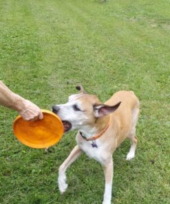West Paw Zogoflex Zisc Dog Flying Disc, High Flying Aerodynamic Disc for Dogs Puppy – Lightweight, Floatable Disc for Fetch, Tug of War, Catch, Play – Doubles as Food/Water Bowl, Large 8.5", Tangerine 1 27 81ZFL0Hu5SL