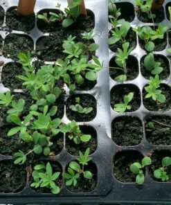 Sow Right Seeds - Flower Seed Collection - Carnation, Gayfeather, Dahlia, Morning Glory, Larkspur, Balsam, Snapdragon, Phlox, Zinnia, & Daisy - Non GMO Heirloom Seeds for Planting - 10 Packets 42 81ZGfJmAQ1L