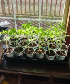 Heirloom Vegetable Seeds Non GMO Survival Seed Kit - Part of Our Legacy and Heritage - 50 Varieties 100% Naturally Grown- Best for Gardeners Who Raise Their Own Healthy Food 1 39 81ZGlmCKdZL