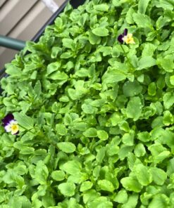 Outsidepride Viola Johnny Jump Up Wild Flowers & Ground Cover Plants - 5000 Seeds Johnny-jump Up 59 81ZIPCylpgL