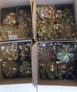 Succulent Assorted Pack- Perfect for Weddings, Party Favors, Home Gardens, and Social Events by Jiimz (15 Pack) 56 81ZJ9nxHf9L 1