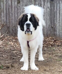 PET N PET Poop Bags Unscented | Dog Poop Bags with Tie Handles | USDA Certified 38% Biobased Dog Waste Bags | Cat Poop Bags | Durable Dog Bags for Poop | Easy Dispensing 200 Counts Poop Bags for Dogs 200 Count (Pack of 1) 38 81ZM8gcAP L