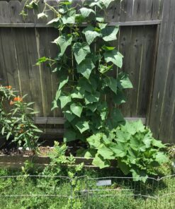 Backyard Safari Company Sunny-Side Up Gardens, Little Pizza Garden 18 81ZNcOnT5ML