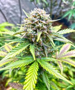 Alternative view of Advanced Nutrients 3750-14 Overdrive Fertilizer 1 Liter, Brown/A