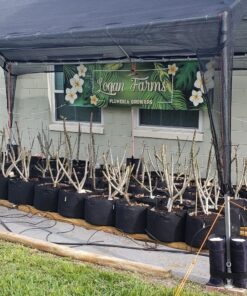 Paracord Planet - Genuine Type III 550 Paracord Nylon Colors Multiple Sizes – 550 LB Tensile Strength 100 feet Orange 23 81ZRyuCTGmL