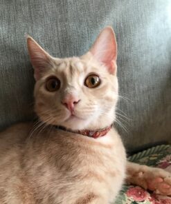 Arm Hammer Clump Seal Litter Multi-Cat Complete Odor Sealing Clumping Clay Cat Litter, 28lb 44 81ZTHKcg34L