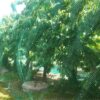CandyHome 13Ft x 33Ft Anti Bird Protection Mesh Garden Netting Seedlings Plants Flowers Fruit Trees Vegetables from Rodents Deer Reusable Fencing, 13Ft x 33Ft, Green
