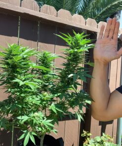 Fox Farm FX14049 Liquid Nutrient Trio Soil Formula: Big Bloom, Grow Big, Tiger Bloom (Pack of 3 - 32 oz. bottles) 19 81ZXEAT8nuL