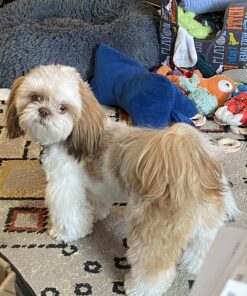 Blue Buffalo Small Breed Dog Food, Life Protection Formula, Natural Chicken & Brown Rice Flavor, Adult Dry Dog Food, 15 lb Bag 15 Pound (Pack of 1) 46 81ZcIAGNtL