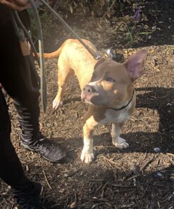 Revival Animal Health Vet Basics Lime Sulfur Dip- Concentrated Solution- for Dogs, Cats & Horses- 16oz 34 81Zd4AD6MQL