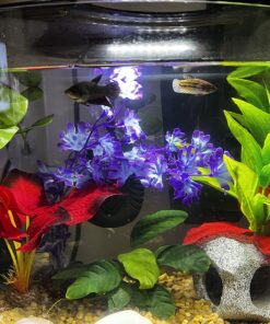 Tetra Crescent aquarium Kit 5 Gallons, Curved-Front Tank With LEDs,black 5-Gallon 35 81ZdHA57EgL