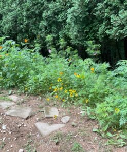 Eden Brothers All Perennial Wildflower Mixed Seeds for Planting, 1/4 lb, 120,000+ Seeds with Lupine, Shasta Daisy | Attracts Pollinators, Plant in Spring or Fall, Zones 3, 4, 5, 6, 7, 8, 9, 10 1/4 Pound 49 81ZfrJbyZL