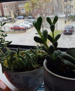 Shop Succulents Verde Succulent Plant Pack Collection - Live Mini Succulent Plants, Low Maintenance, Mix of Green Succulents & Textures - Wedding and Party Favors, Gift & Garden, Pack of 4 4-Pack 23 81Zi66NtcEL