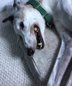 Checkups- Dental Dog Treats, 24ct 48 oz. for Dogs 20+ pounds Medium (Pack of 1) 16 81ZjKgjDOkL