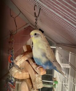 Volkman Avian Science Super Parakeet Bird Food 4lb 4 Pound (Pack of 1) 25 81ZjZzcyOqL