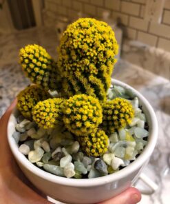 Exotic Pebbles BPJS464 Bean Pebble, Jade, 5 Pounds (Discontinued by Manufacturer) 21 81ZkgGqTNL
