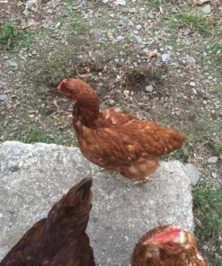 Rooster Booster Pick No More, 4-Ounce, One Size (038-50910) 11 81ZlBKIMuAL