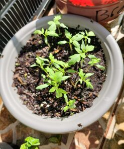 Burpee SteakHouse Hybrid Non-GMO Large Beefsteak Garden Produces Giant 3 LB Fresh Tomatoes | Vegetable Planting, 25 Seeds 43 81ZnNOFa9yL