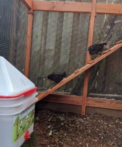 RentACoop 2 Gallon Chicken BPA-Free Plastic Bucket Waterer Set with 4 Horizontal Nipples - Center Placement 26 81Zq2gMGlkL