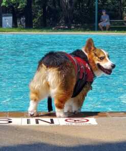 Paws Aboard Dog Life Jacket - Keep Your Canine Safe with a Neoprene Designer Life Vest - Perfect for Swimming and Boating - Red, Medium 26 81Zr8rYbEBL