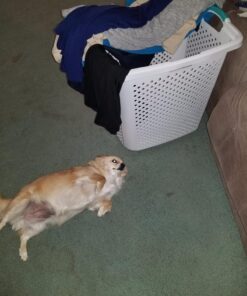 Tide PODS Laundry Detergent Soap PODS, High Efficiency (HE), Clean Breeze, 81 count 23 81ZsJctFaEL