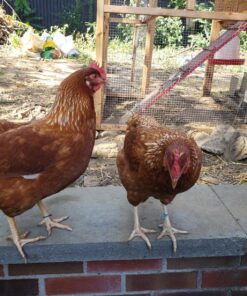 Electriduct Nylon Cable Ties - 4" Self-Locking Zip Ties Multi Color: (Blue, Red, Green, Yellow, Fuchsia, Orange, Gray, Purple) - 500 Pieces 4 Inch - 500 Pack 10 Color 9 81ZtoD2uYCL