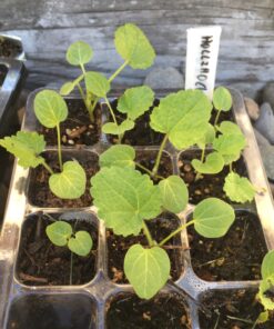 Outsidepride Indian Springs Hollyhock Garden Flower Climbing Vine Plant Mix - 1000 Seeds Indian Spring 29 81ZygdvAl8L