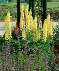 Outsidepride Yellow Lupine Chandelier Wild Flowers - 500 Seeds 12 81ZzA7P9kPL
