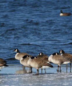 Nikon AF-P NIKKOR 70-300mm f/4.5-5.6E ED VR Fixed Zoom Digital Slr Camera Lens, Black 80 81ZztJuBqlL