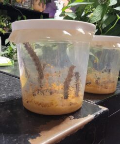 10 Live Caterpillars Shipped Now: Butterfly Kit Refill 47 81a0IZBvhpL