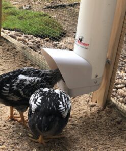 Royal Rooster Automatic Chicken Feeder with Gravity Feed Dispenser - 7lb Feeder for Chickens, Chicks & Mixed Poultry - Hanging Chicken Poultry Feeder - Auto PVC Chicken Poultry Feeder with Rain Cover 35 81a4SifmZYL 1