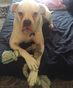 Booda Fresh N Floss 3 Knot Tug Rope Dog Toy, X-Large, Spearmint 34 81a8hi1XU3L