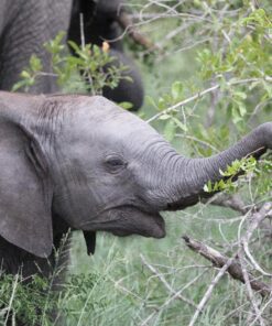 Sigma 150-600mm 5-6.3 Sports DG OS HSM Lens for Canon Canon SLR Mount US Version 81 81aDKqkJumL