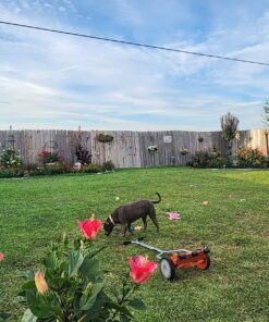 American Lawn Mower Company 1204-14 14-Inch 4-Blade Push Reel Lawn Mower, Red 14-Inch, 4-Blade 64 81aDxeXbzJL