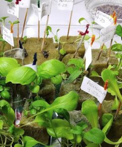 ePhoto Hydroponic Full Spectrum CFL Grow Light Bulb 60 Watt Bulb 5500K H60 22 81aE81Iv2zL