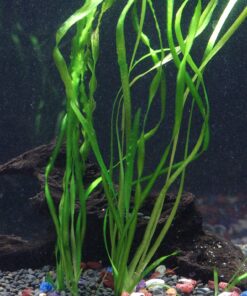 Florida 10 Species Live Aquarium Plants Bundle 33 81aOCrf8coS