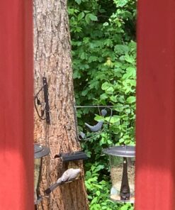 FORUP Suet Bird Feeder, Hanging Suet Feeder, Single Suet Cake Bird Feeder, One Suet Capacity 1 29 81aOIRFOXYL